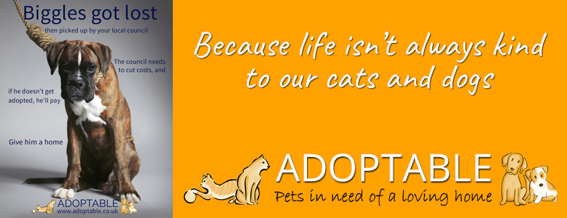 types-of-animal-welfare-and-rescue-organisations-adoptable-co-uk