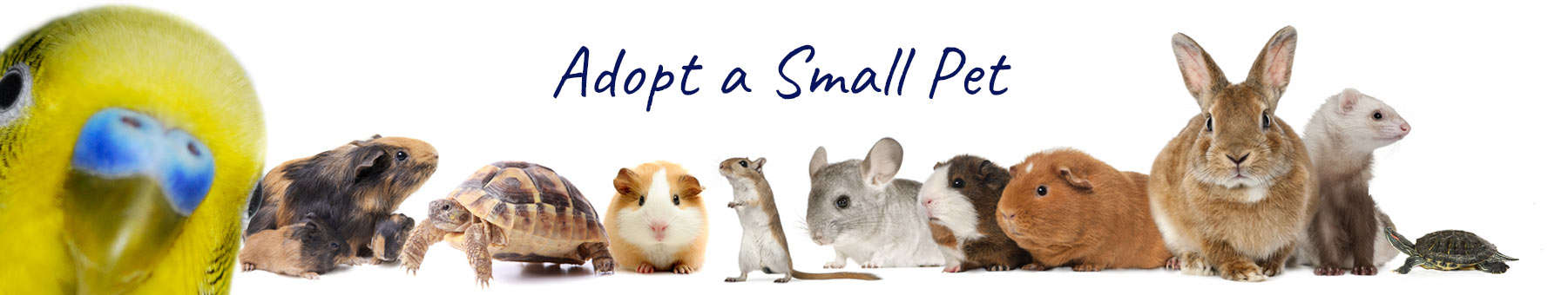 small-animals-archives-adoptable