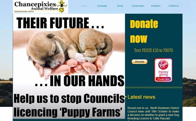 Chancepixies Animal Rescue Dover Pet Rescue And Animal Welfare Groups On Adoptable Co Uk