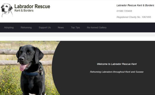 Labrador Rescue Kent and Borders, Cranbrook