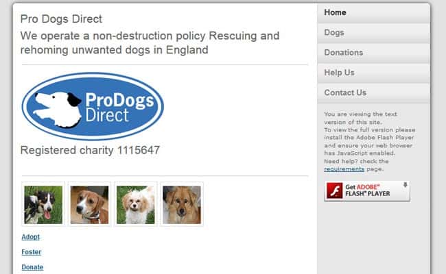 Pro store dogs rehoming