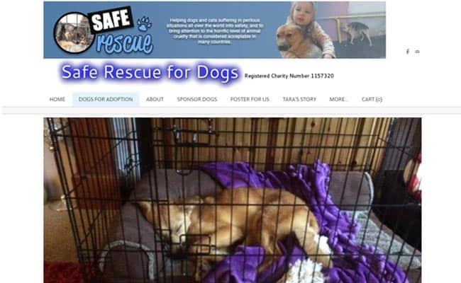 are rescue dogs safe