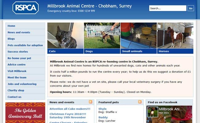 Rspca millbrook hot sale cats