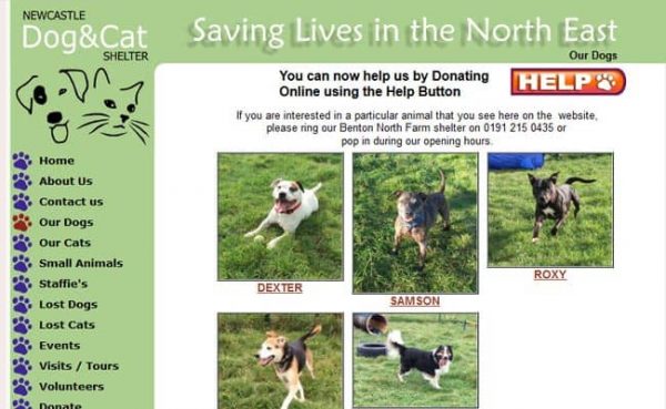 Newcastle Dog and Cat Shelter, Newcastle - Pet Rescue and Animal