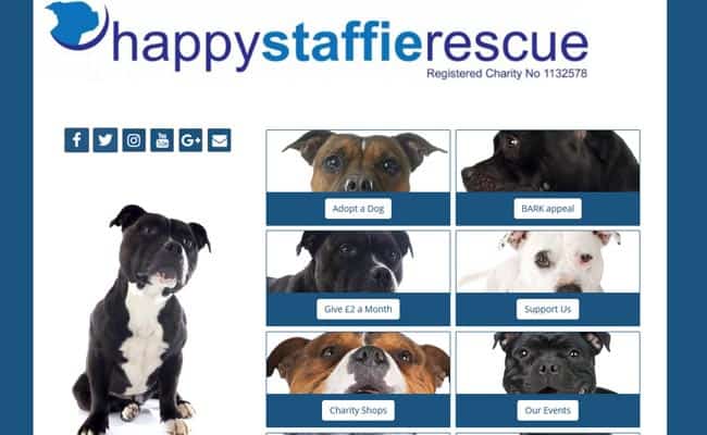 Staffie best sale rescue midlands