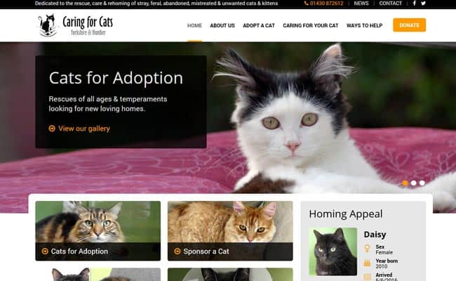 Cat rescue hot sale yorkshire