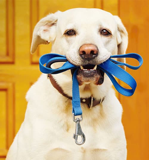 A dog waiting for his daily walk