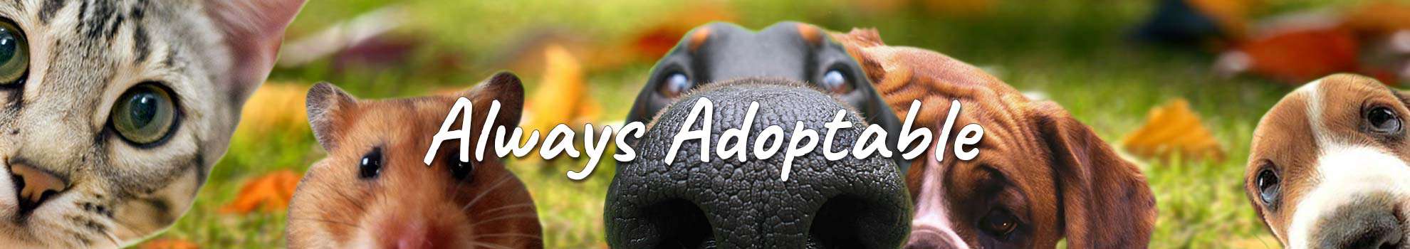 Always adoptable - rehoming unwanted pets