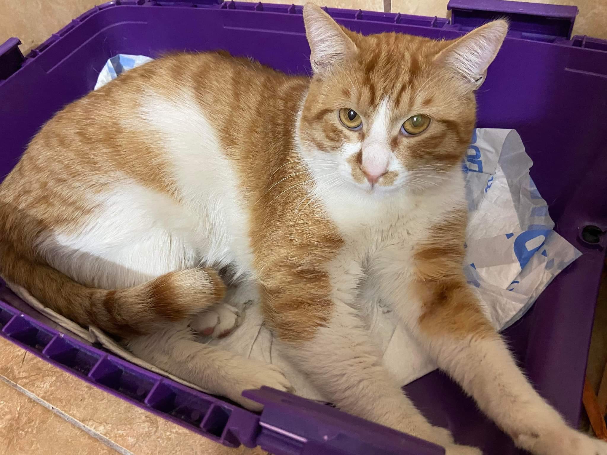 Adoptable Cats, Speck in Fareham adoptable.co.uk