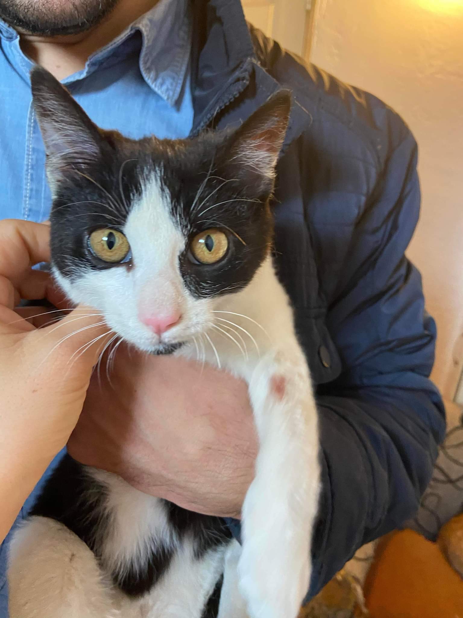 Adoptable Cats, Star in Fareham adoptable.co.uk