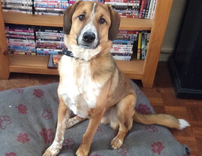 Adoptable Dogs, Albert in Eastbourne - adoptable.co.uk