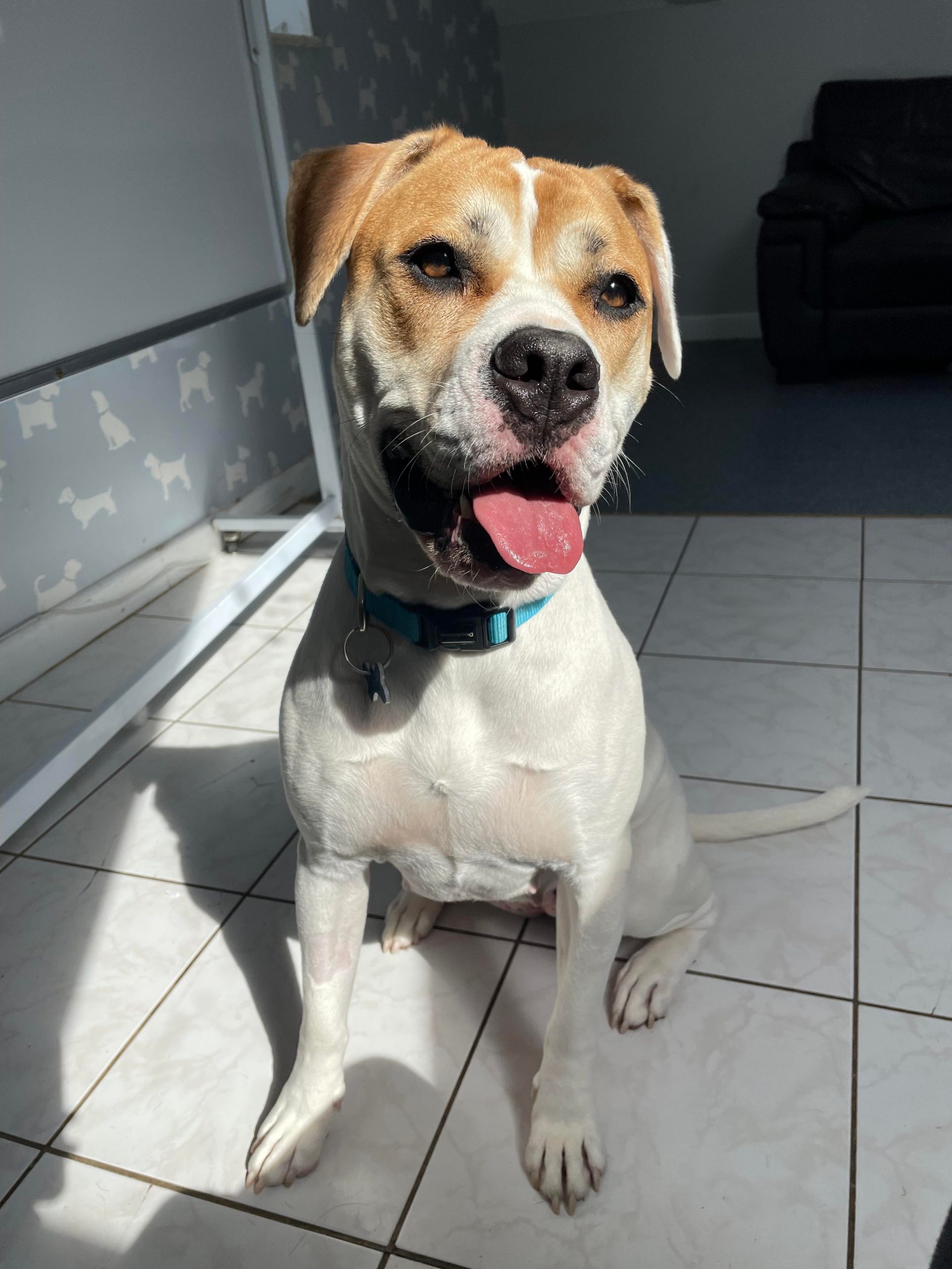 Adoptable Dogs, Gracie In Gloucester - Adoptable.co.uk