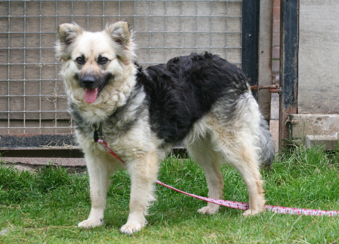 Adoptable Dogs, Epiphany in Kingston upon Hull adoptable