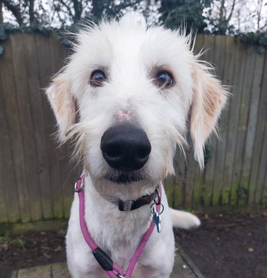 Adoptable Dogs, Harley in Whitminster, Gloucester adoptable.co.uk