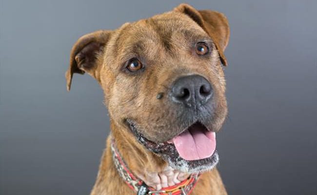 Adoptable Dogs, Maggie in Brighton - adoptable.co.uk