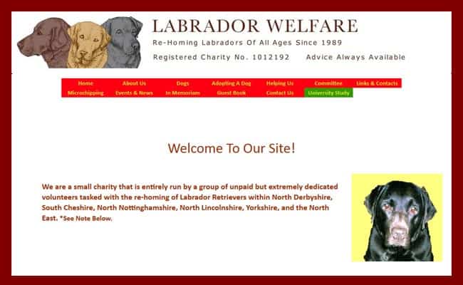 Labrador rescue deals north east