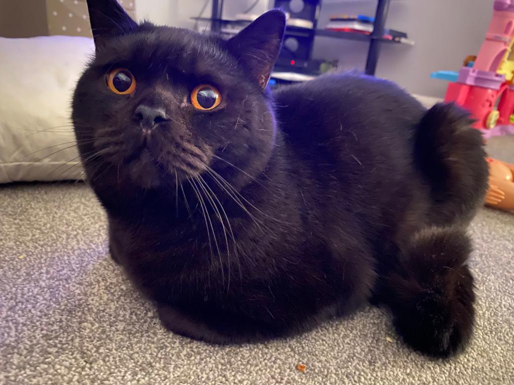 Adoptable Cats, Bagherra in Northampton adoptable.co.uk