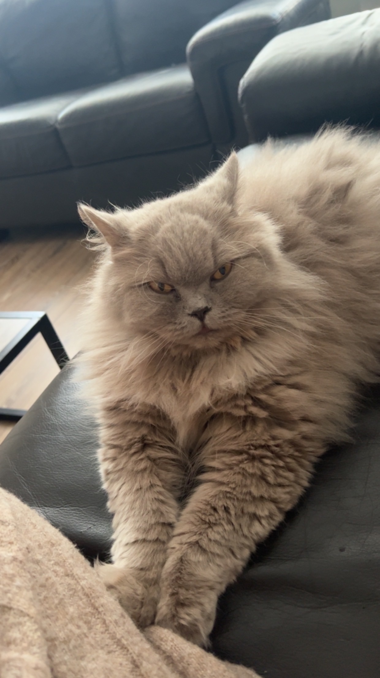 Adoptable Cats, Bella in Dewsbury adoptable.co.uk