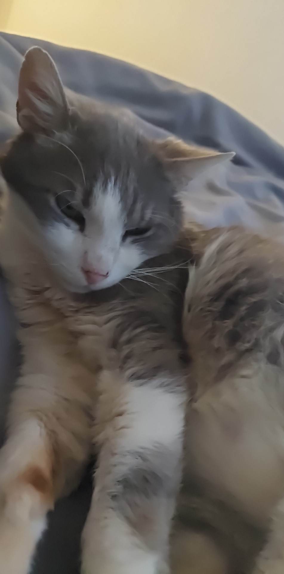 Adoptable Cats, Tomi in Birmingham adoptable.co.uk