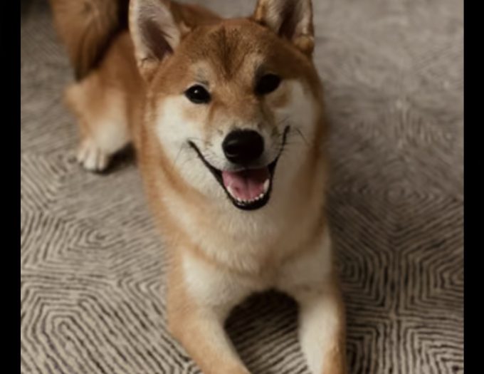 Shiba inu shelter sales near me