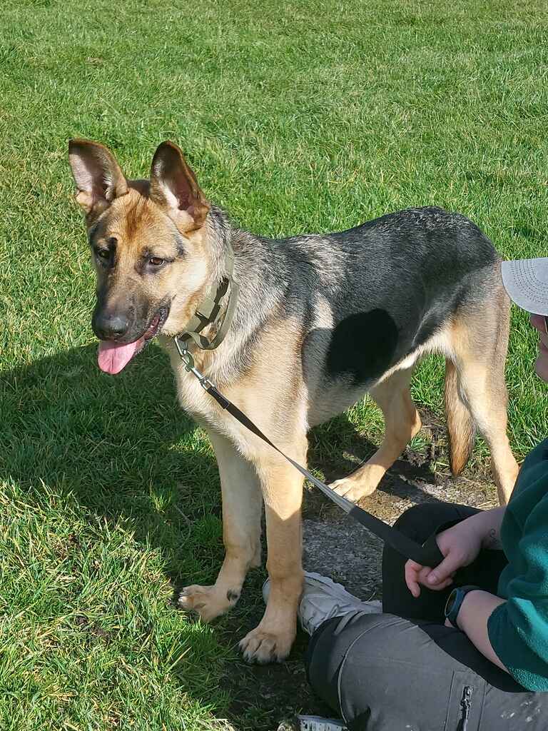 Adoptable Dogs, Cayde in Oldham adoptable.co.uk