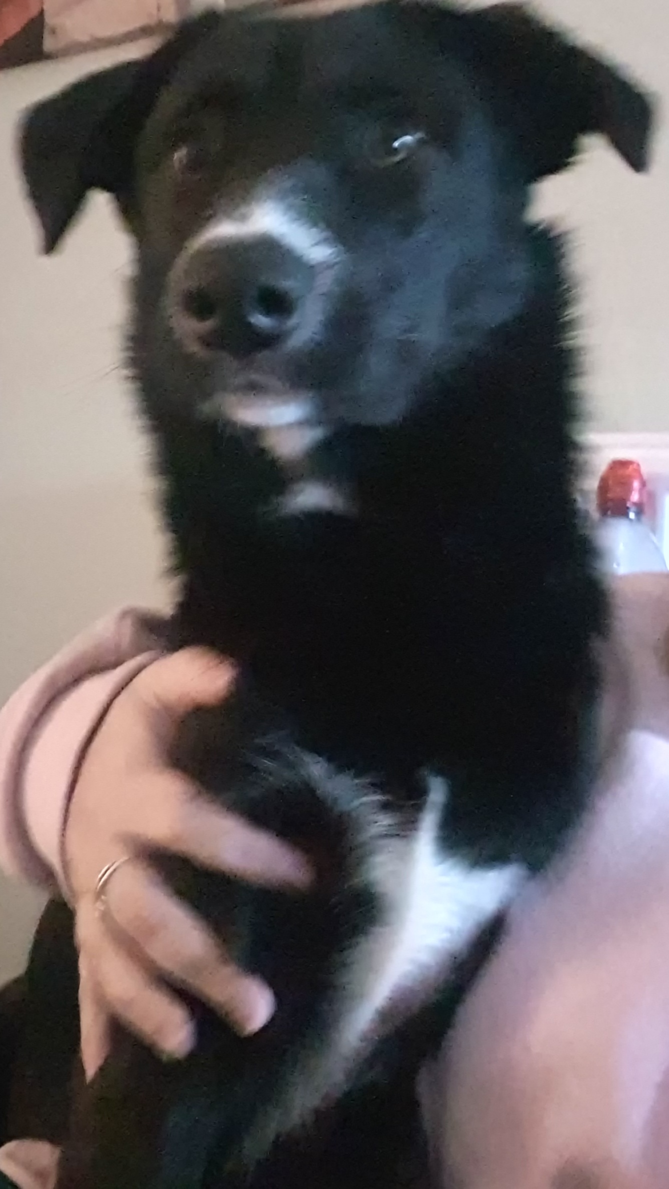 Adoptable Dogs, BD in Snodland adoptable.co.uk