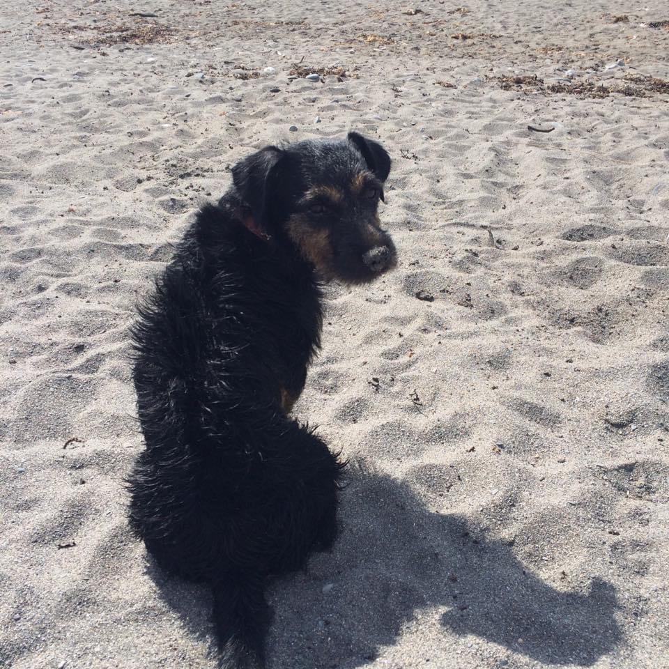 Adoptable Dogs, Scruff in Barnsley adoptable.co.uk