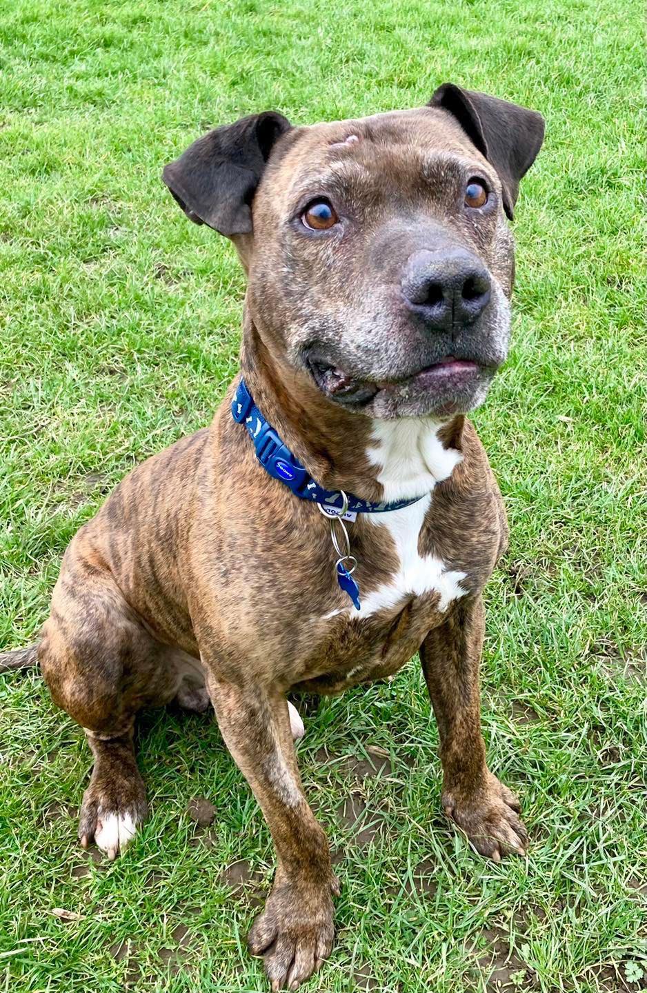 Adoptable Dogs, Eric in Scunthorpe - adoptable.co.uk