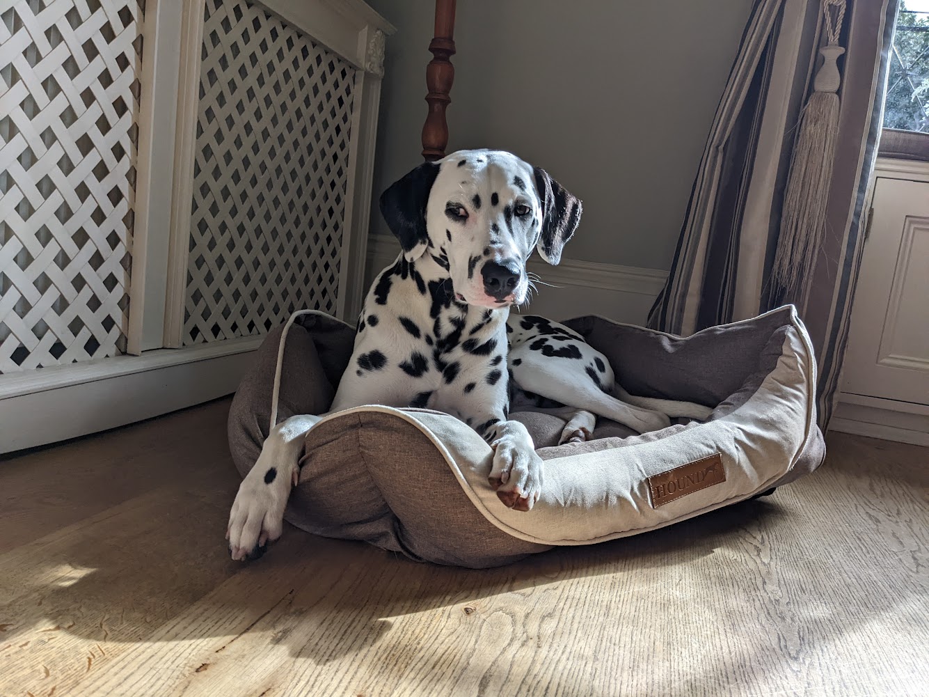 Adoptable Dogs, Bambu in Bath adoptable.co.uk