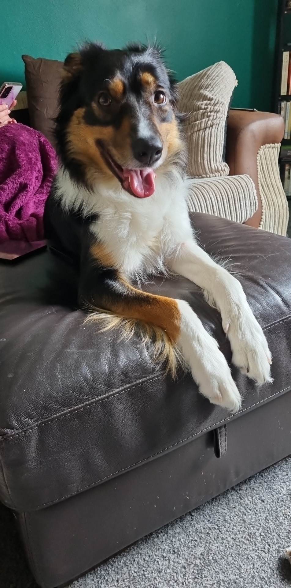 Adoptable Dogs, BELLA in Bridgend - adoptable.co.uk