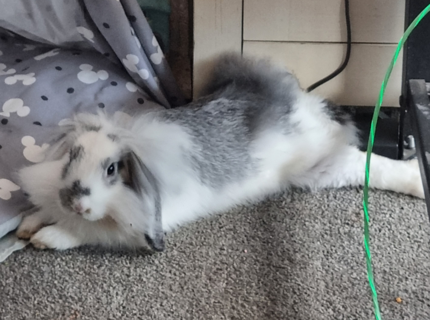 Adoptable Small Pets, Bella in Nottingham adoptable.co.uk