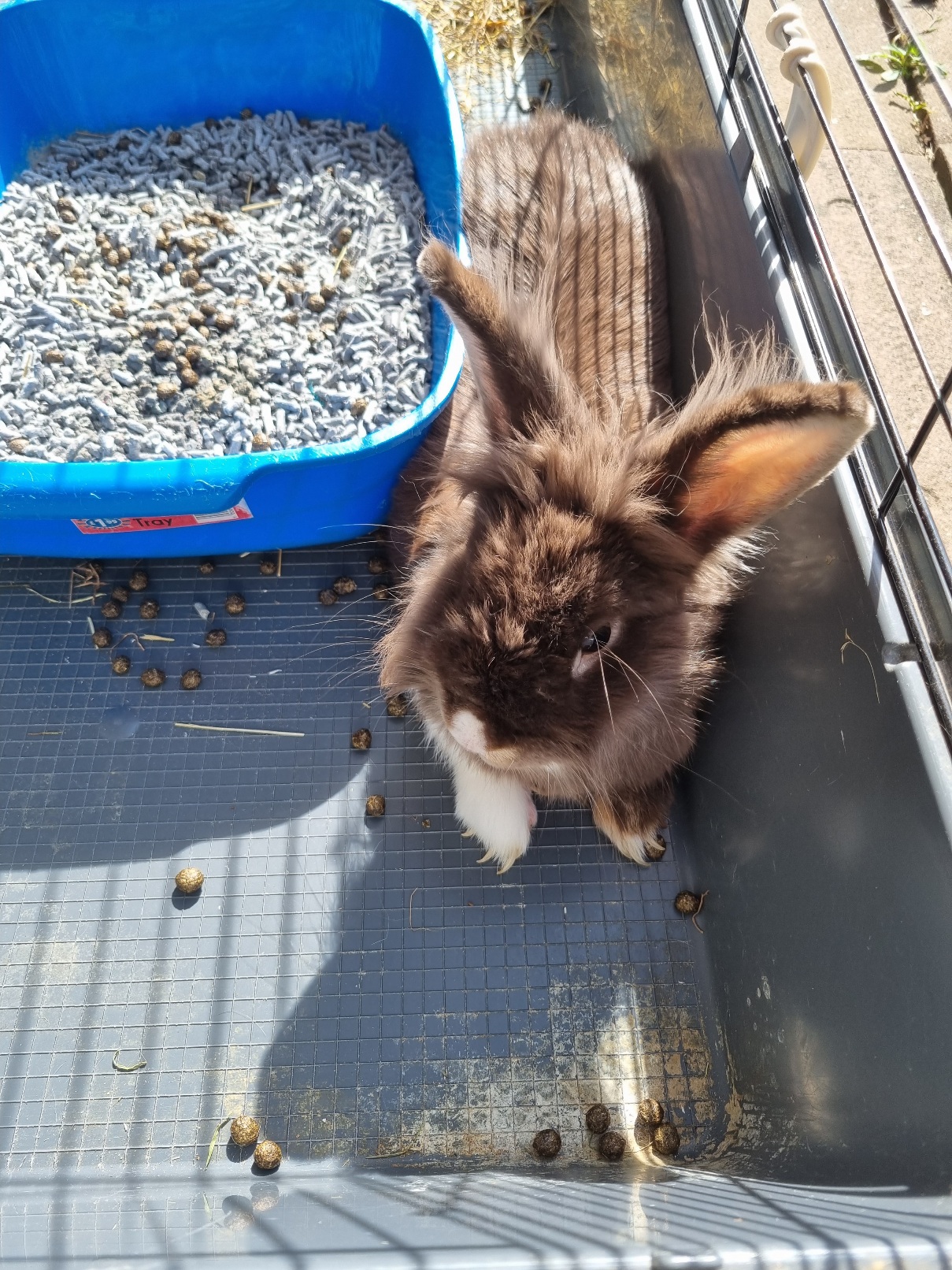 Adoptable Small Pets, Wedel in Coventry adoptable.co.uk