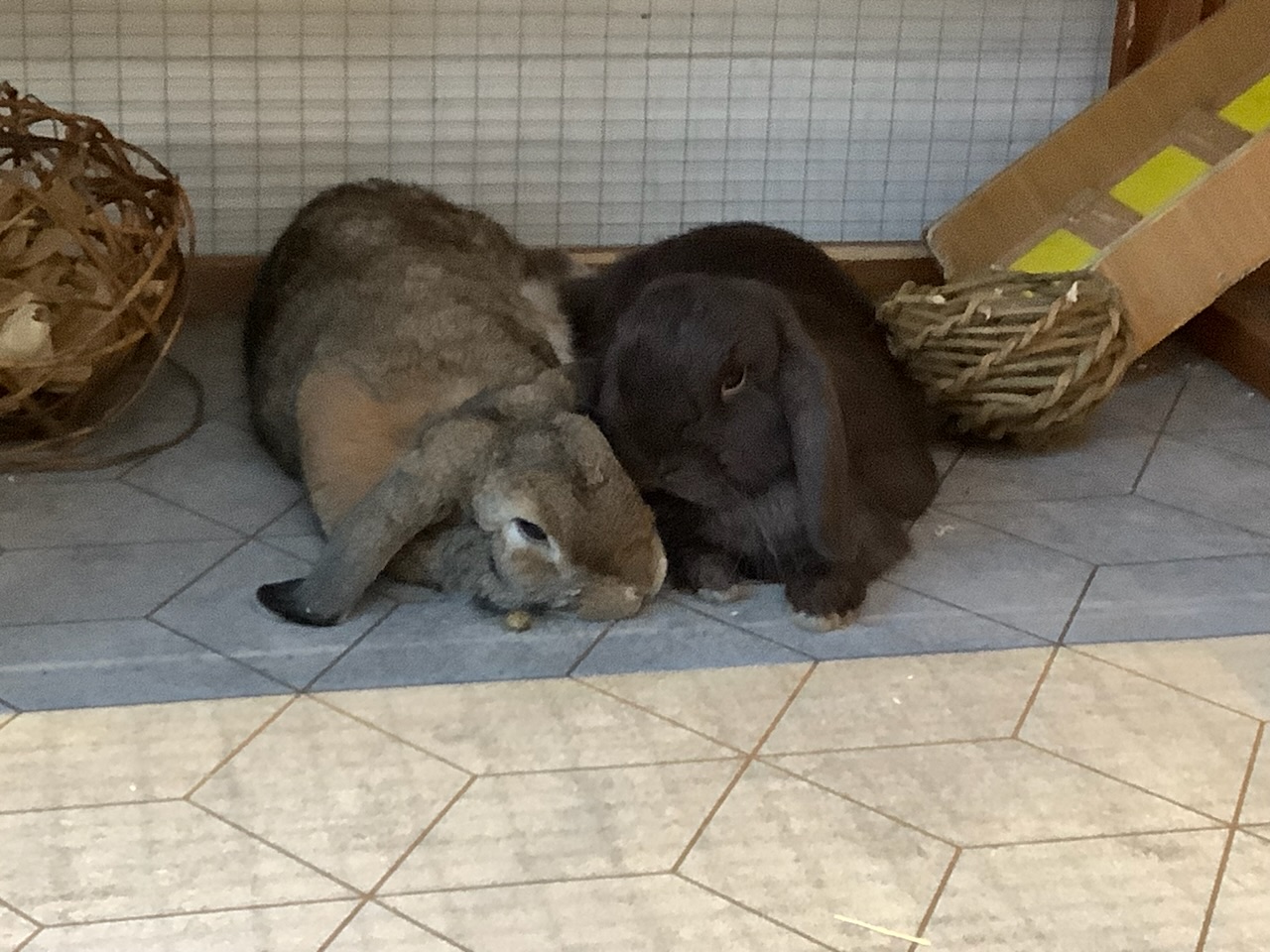 Adoptable Small Pets, Storm and Toffee in New Malden adoptable.co.uk