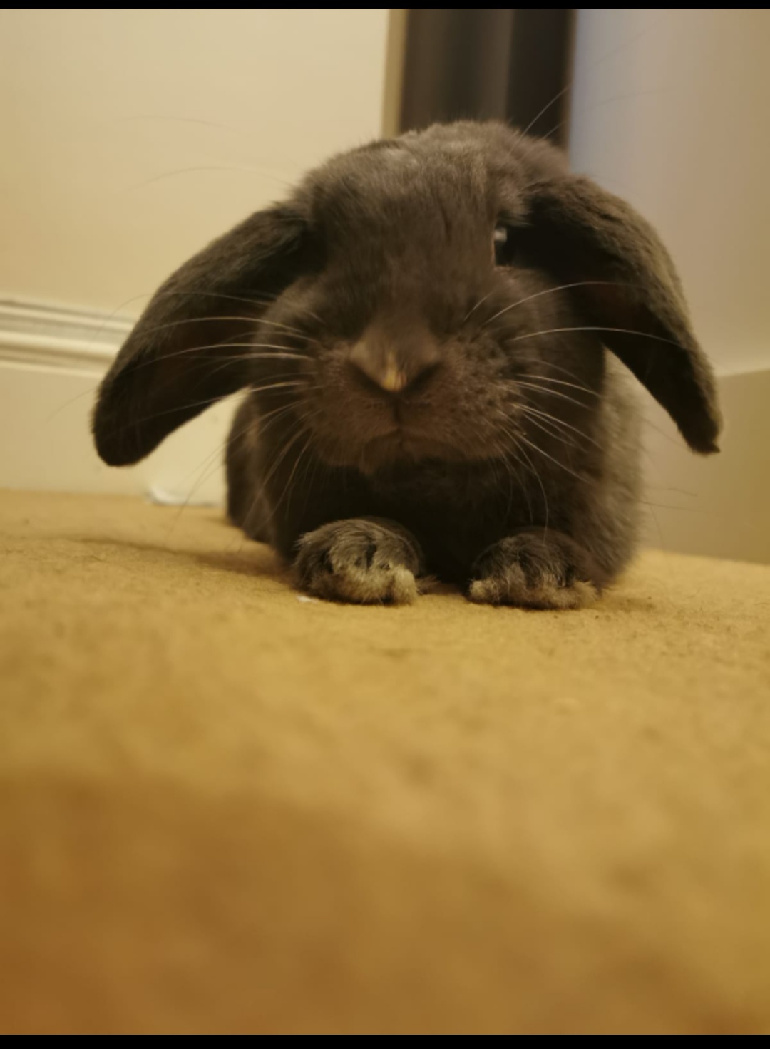 Adoptable Small Pets, Bruno in Washington adoptable.co.uk