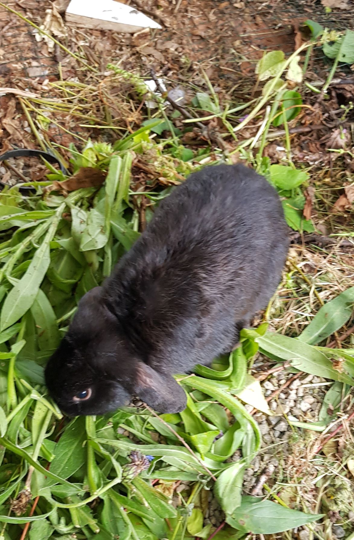 Adoptable Small Pets, None in solihull adoptable.co.uk